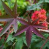 Castor Oil