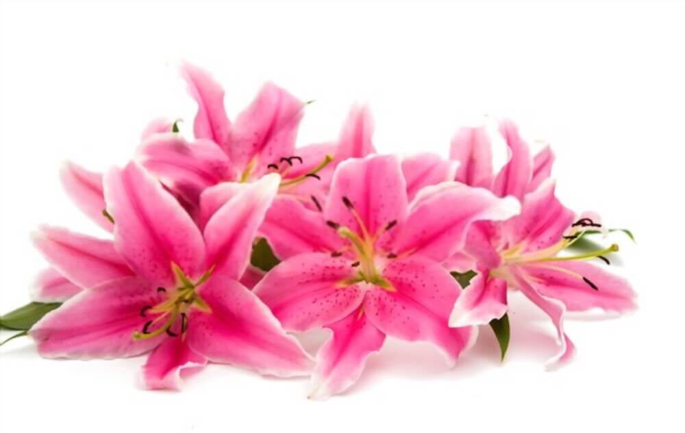 Pink Lily Matcha Fragrance Oil